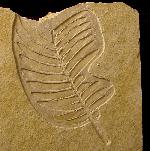 Zamites feneonis BRONGNIART - Bild © FossNet FossilienStore